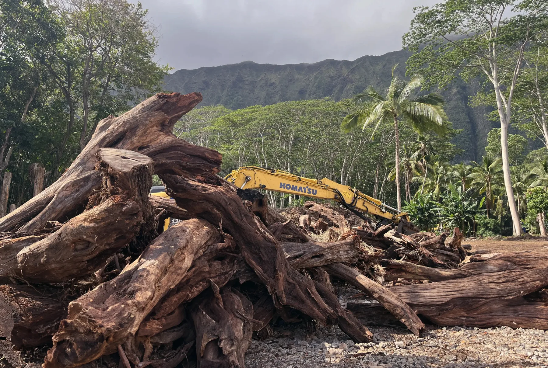 Maui woody biomass and green waste