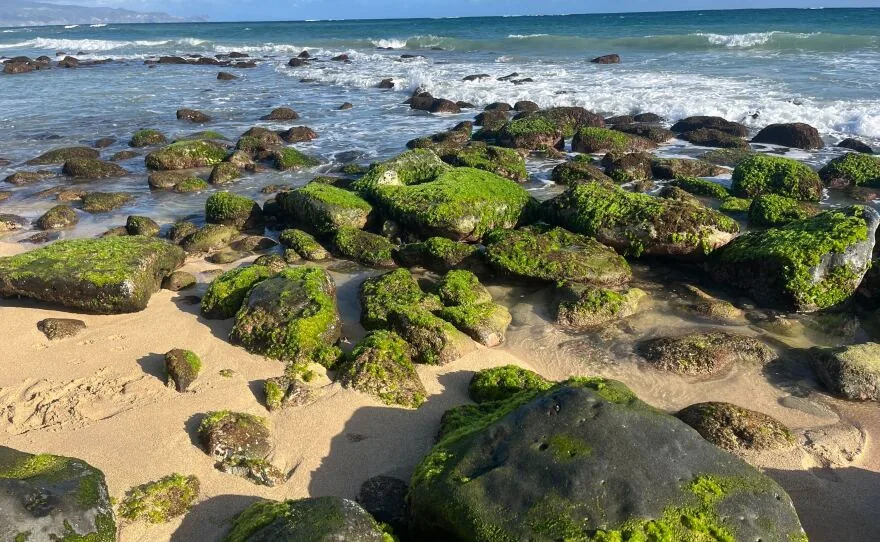Maui reef